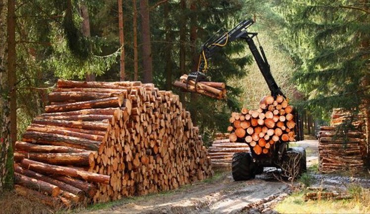 Уряд дозволив збільшити заготівлю деревини за рахунок санітарних рубок