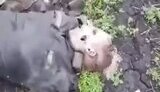 Russian films field covered with corpses of occupiers: "10 days ago they were f#ked up and they’re lying around, f#ck, men. Worms are eating them, f#ck". VIDEO 18+