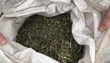 наркотики конопля марихуана