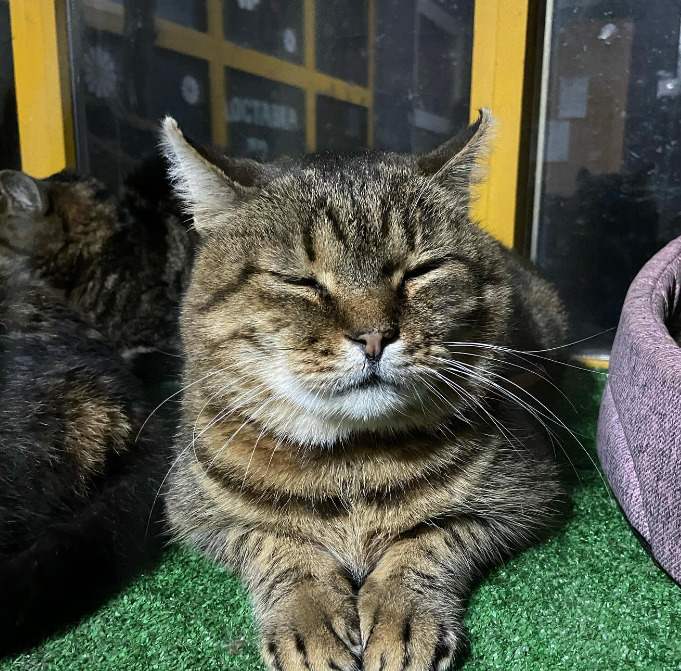 Через масований ракетний обстріл у притулку на Київщині загинув кіт Жовтень - не витримало серце, - зоозахисники 03 Через масований ракетний обстріл у притулку на Київщині загинув кіт Жовтень - не витримало серце, - зоозахисники 03