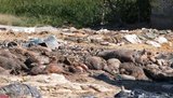 завод жовква костомельный