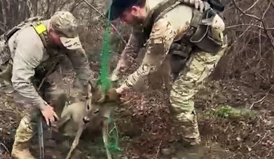 Soldiers from the 13th Brigade "Khartiia" rescued an animal that had become entangled in an anti-drone net in the Kharkiv region