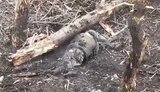 окупант