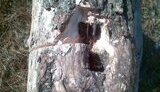 В Донецкой области мужчина рубил дерево и нашел там ...мину. ФОТО.