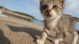 кот