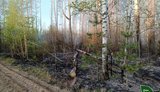 На Чернігівщині локалізували пожежу в лісі