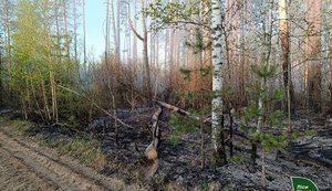 Major forest fire contained in Chernihiv region