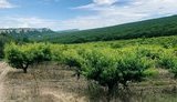 Оккупанты забирают у фермеров в Крыму права на землю: Нам обещали, что положение не ухудшится, а теперь нас лишают земли