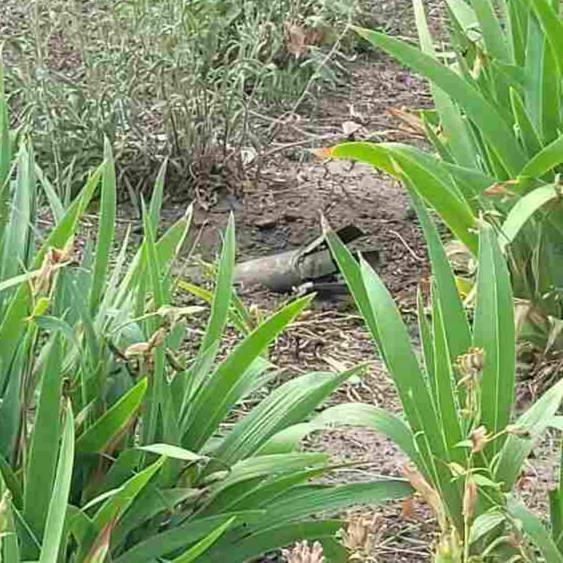 Rashists hit Stepnohirsk in Zaporizhzhia with cluster shells 02