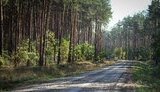 "Ліси України" цього року витратять 500 мільйонів на будівництво доріг