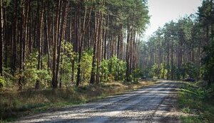 Раскрыты преступные схемы в ГП "Ліси України": 167 млн убытков из-за незаконной вырубки. Еще 140 млн - необоснованные активы, - Кравченко
