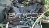рука