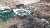 Водная полиция на Херсонщине помешала браконьерам выловить биоресурсов на 2 млн. ВИДЕО+ФОТОрепортаж