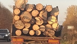 Объем незаконных рубок уменьшился на 34%, – Гослесагентство