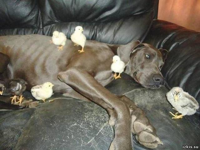 животные добро
