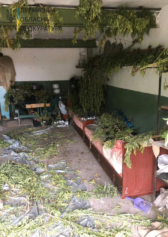 Житель Луганщины хранил в гараже 10 кг каннабиса, - прокуратура 02