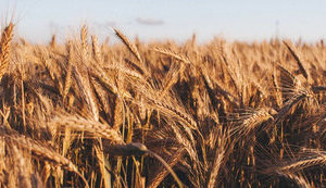 зерно,поле,врожай