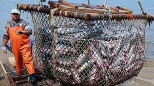 Украина на четверть уменьшила вылов рыбы