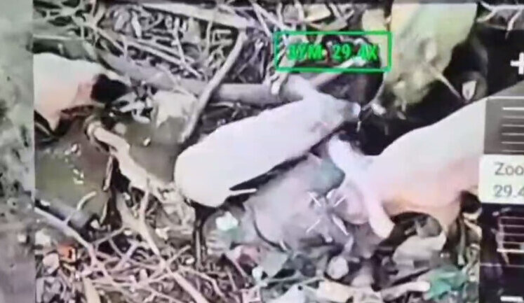 Four pigs tear up remains of Russian invaders. VIDEO