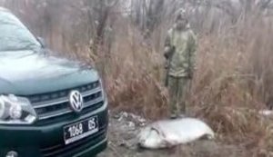 Браконьєри в Одеській області виловили 1,8-метрову білугу, занесену до Червоної книги. ВІДЕО+ФОТОрепортаж