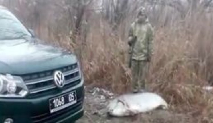 Браконьєри в Одеській області виловили 1,8-метрову білугу, занесену до Червоної книги. ВІДЕО+ФОТОрепортаж