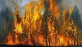 Пожежа в лісах Харківської області