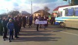 протест быков новый