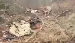 ліквідовани росіяни валяються