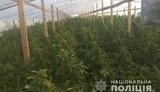 Плантация элитной конопли обнаружена в Запорожской области: сбывали в оккупированный Крым, стоимость изъятых наркотиков - 70 млн грн, - полиция. ФОТОрепортаж