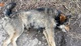 Майор поліції Руденко в Кривому Розі знущався із собаки: насадив на вила і хотів спалити, - зоозахисники. ВІДЕО+ФОТО