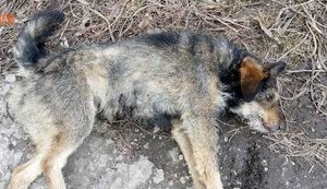 Майор поліції Руденко в Кривому Розі знущався із собаки: насадив на вила і хотів спалити, - зоозахисники. ВІДЕО+ФОТО