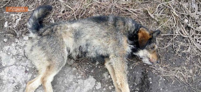 Майор поліції Руденко в Кривому Розі знущався із собаки: насадив на вила і хотів спалити, - зоозахисники 01
