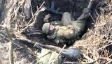 окупант