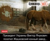 Лошади - умные животные...