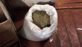 конопля марихуана