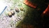 Килограмм тротила, 4 гранаты и 1,5 тыс. патронов: на Трухановом острове в Киеве обнаружен схрон с боеприпасами, - Мосийчук. ФОТОрепортаж