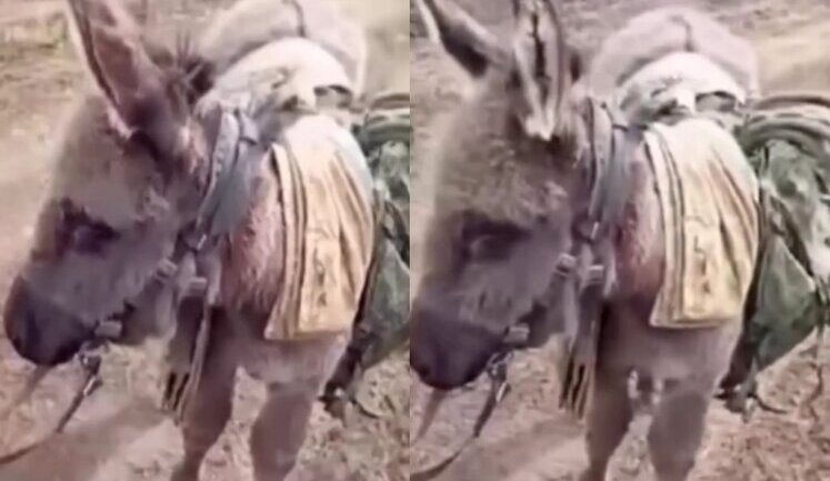 Occupiers boast about their new logistics: "No more UAZ vehicles, no more URAL trucks — guys are leading donkey". VIDEO