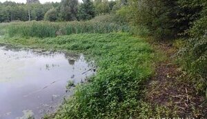 ЄС хоче відновлювати болота для захисту від можливого російського вторгнення, - Politico