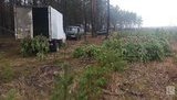 "Новорічні браконьєри" вирубали на Чернігівщині понад 800 сосен на пів мільйона гривень. ФОТОрепортаж