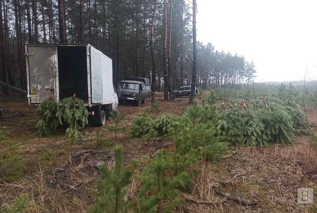 Новорічні браконьєри вирубали на Чернігівщині понад 800 сосен на пів мільйона гривень 04