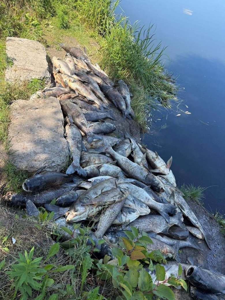 Мор риби на Борщагівці