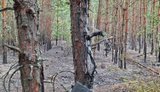 Лісову пожежу після атаки російського дрона на Київщині ліквідували за кілька годин