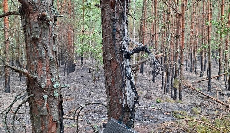 Лісову пожежу після атаки російського дрона на Київщині ліквідували за кілька годин, - "Ліси України". ФОТО