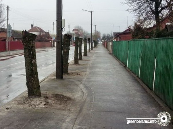 дерево