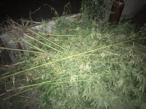 Мужчина выращивал в Славянске 83 куста конопли 02 Мужчина выращивал в Славянске 83 куста конопли 02