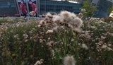 "Состояние "Абхазия"": в сети показали запущенную территорию возле "Донбасс Арены". ФОТОрепортаж