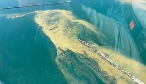 Чорне море в Одесі зацвіло і перетворилося на "кисіль": людей застерігають від купання і вилову риби. ФОТО