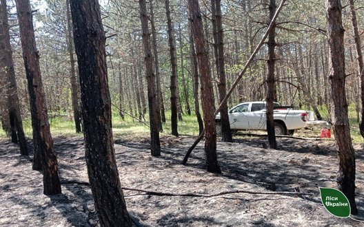 Лісівники загасили пожежу після падіння уламків БПЛА на Херсонщині. ФОТО