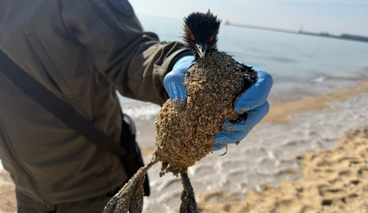 На побережье Черного моря в Одесской области обнаружили загрязнение