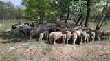 Чоловік викрав стадо овець і кіз на Одещині, - Нацполіція. ВIДЕО